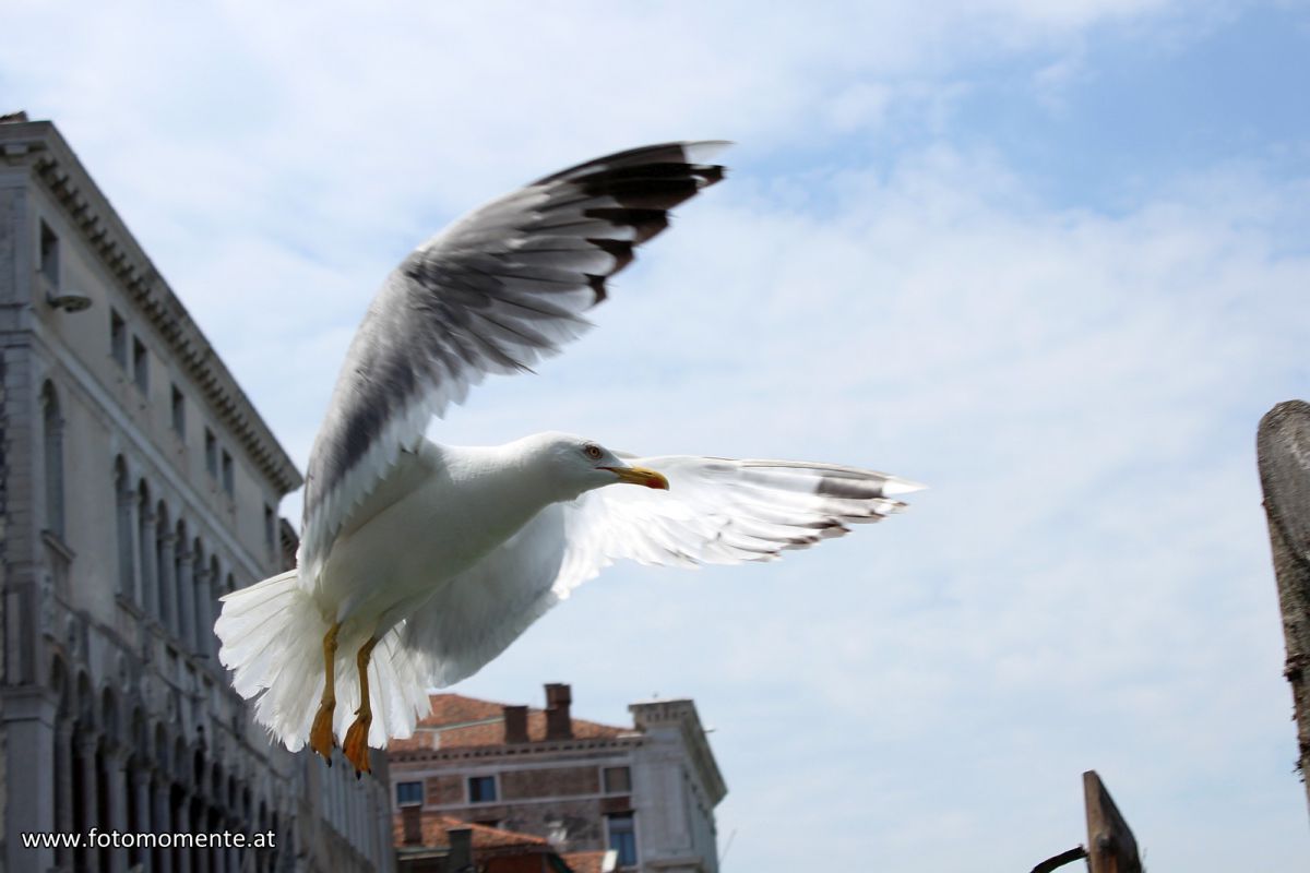 Möwe im Flug