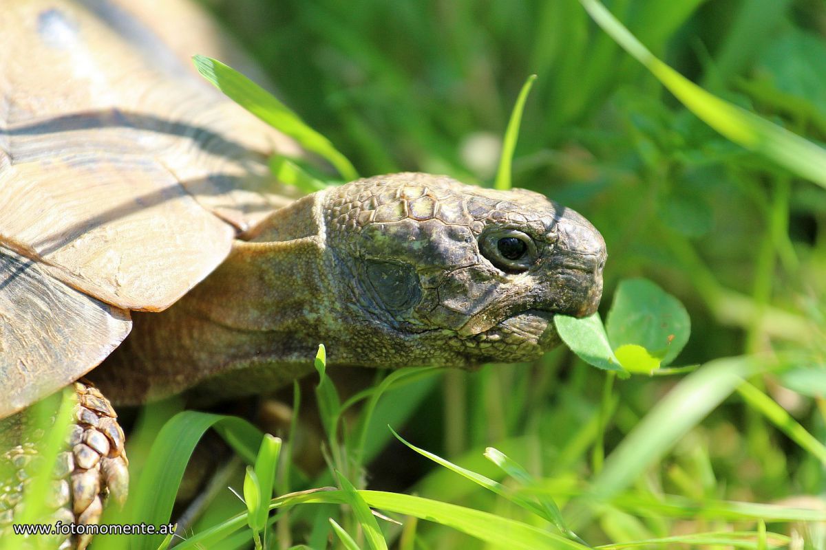 Griechische-Landschildkröte