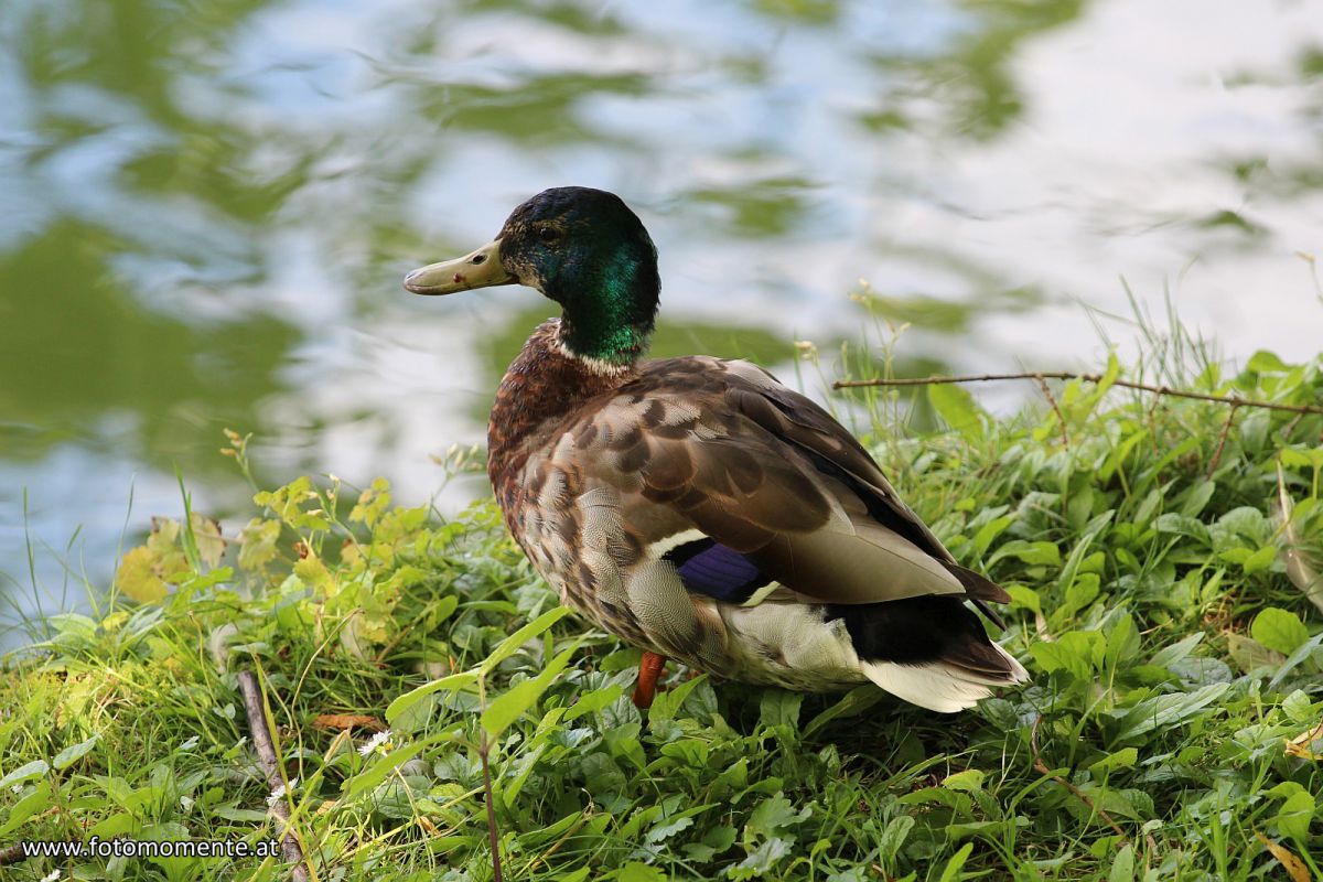 Männliche-Stockente