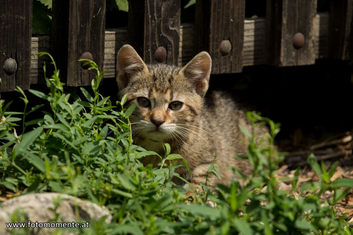 Herzige braune Jungkatze liegend