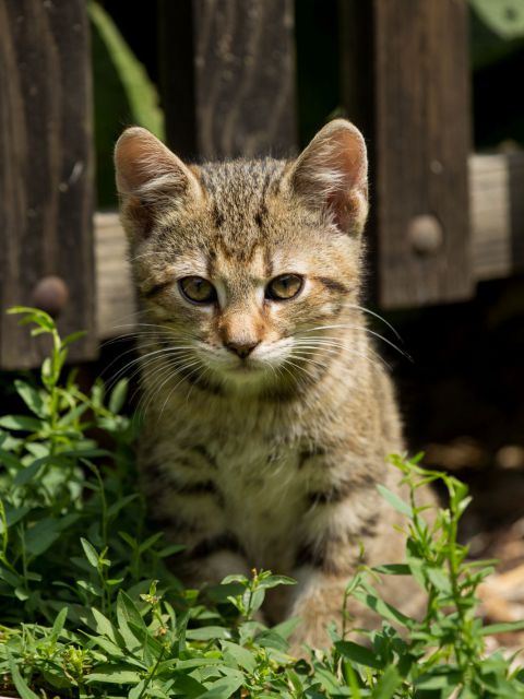 Herzige braune Jungkatze sitzend