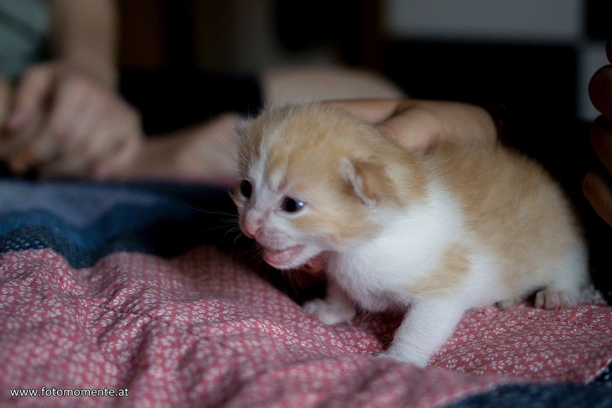 süßes-braun-weisses-katzenbaby_drei_wochen_alt_3