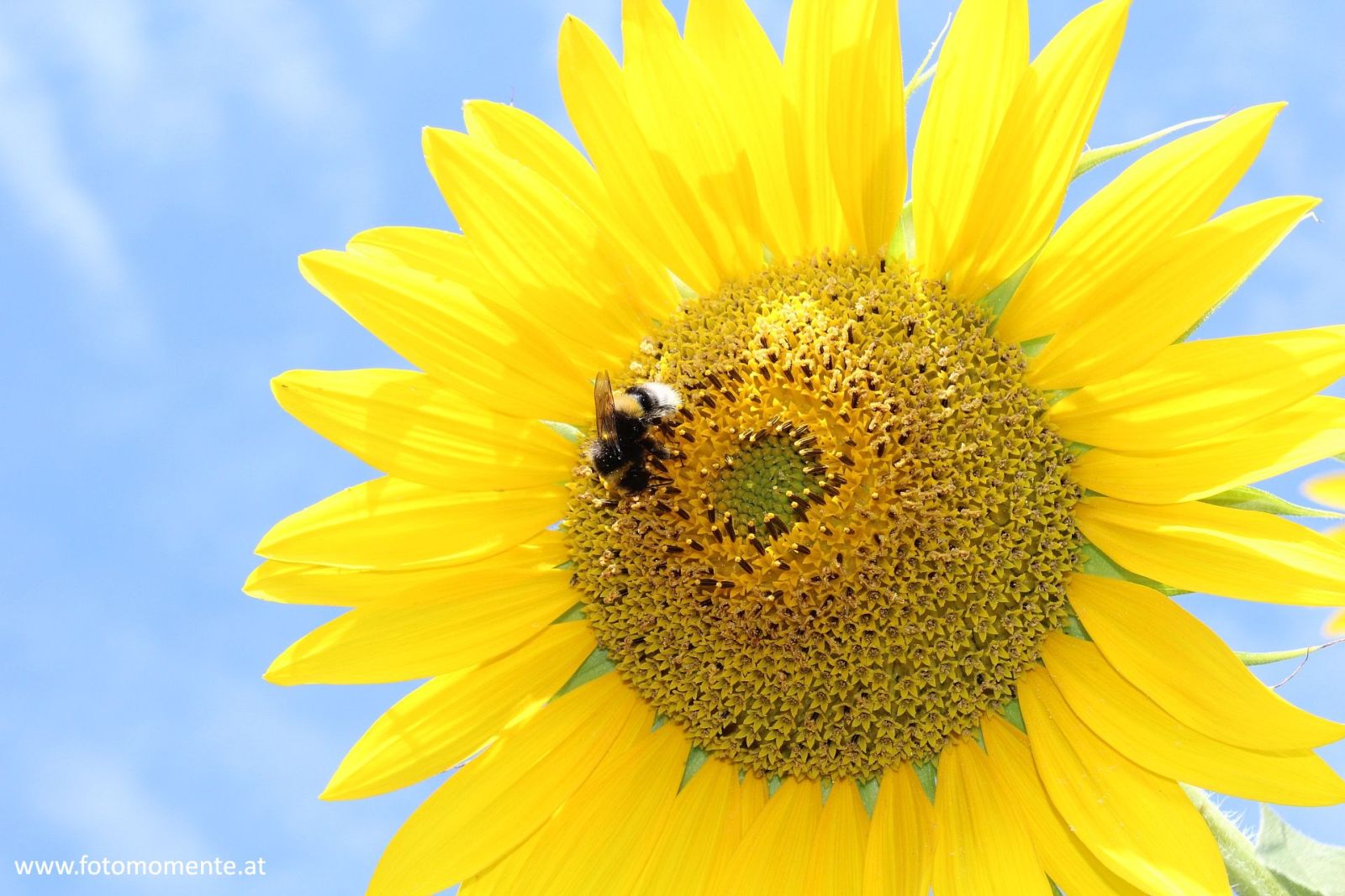 Erdhummel auf Sonnenblume vor blauem Himmel - Erdhummel auf Sonnenblume vor blauem Himmel