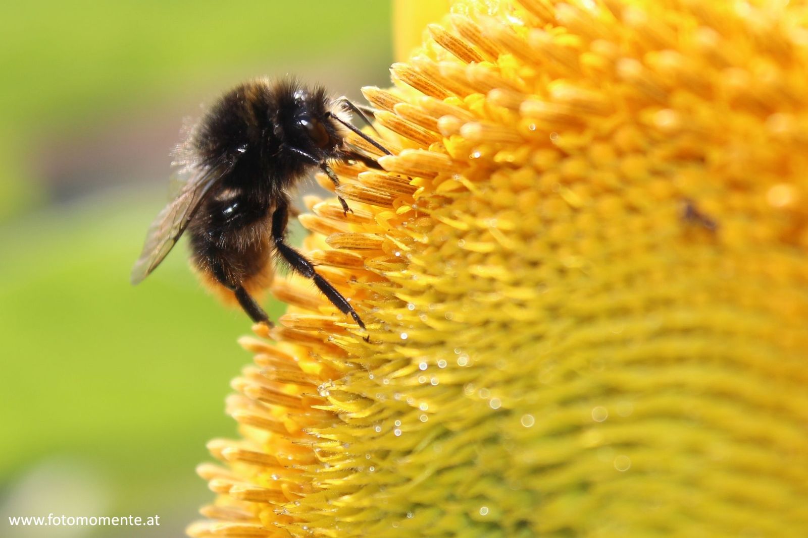 Erdhummel auf Sonnenblume - Erdhummel auf Sonnenblume