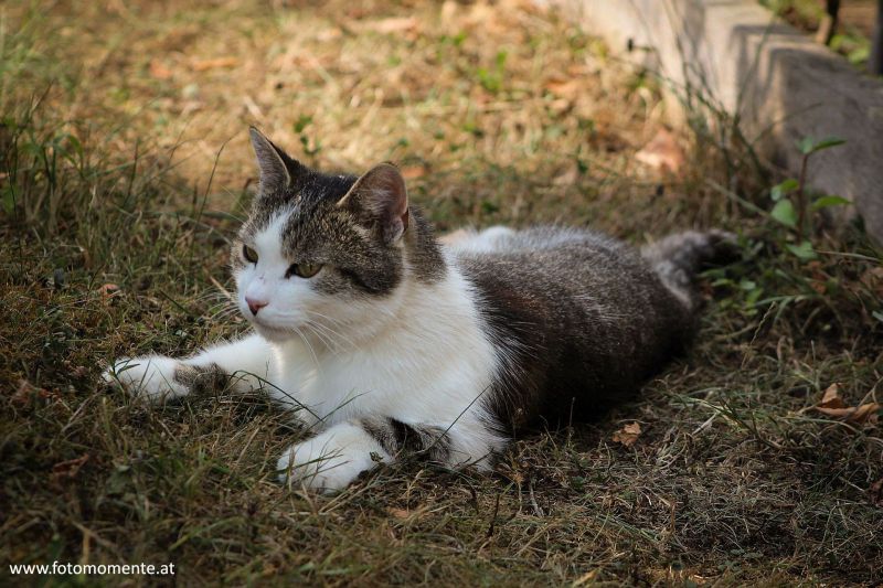 Hauskatze beim Faulenzen 800x533 - Hauskatze beim Faulenzen