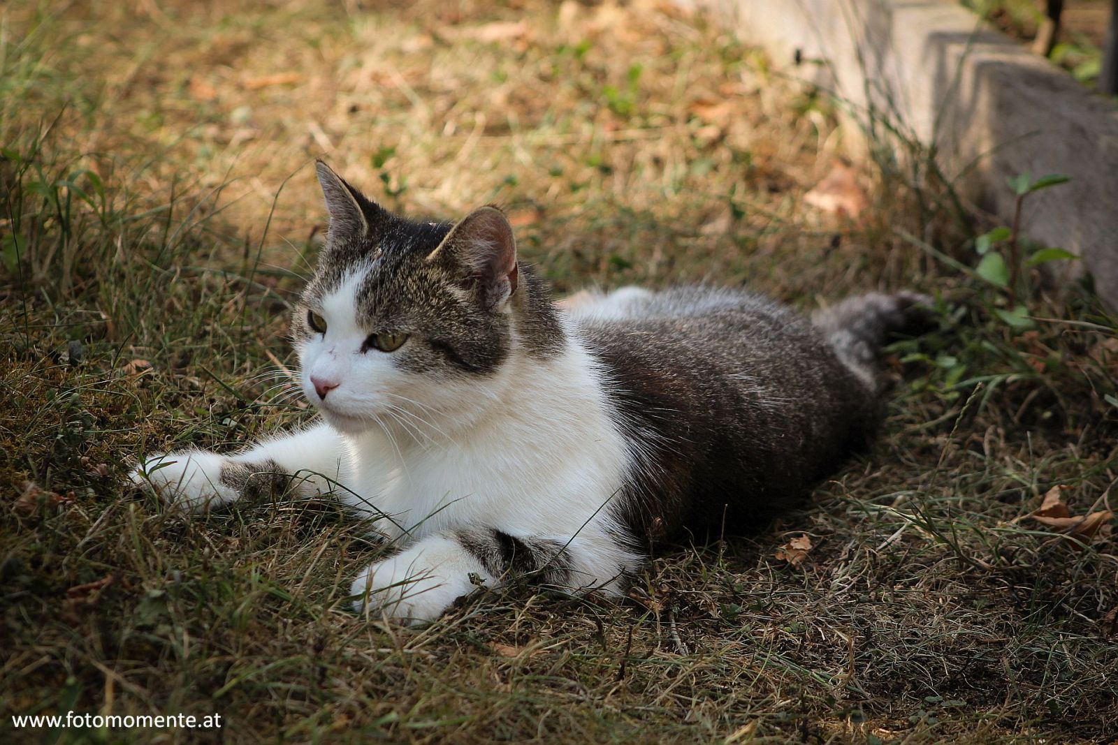 Hauskatze beim Faulenzen - Hauskatze beim Faulenzen