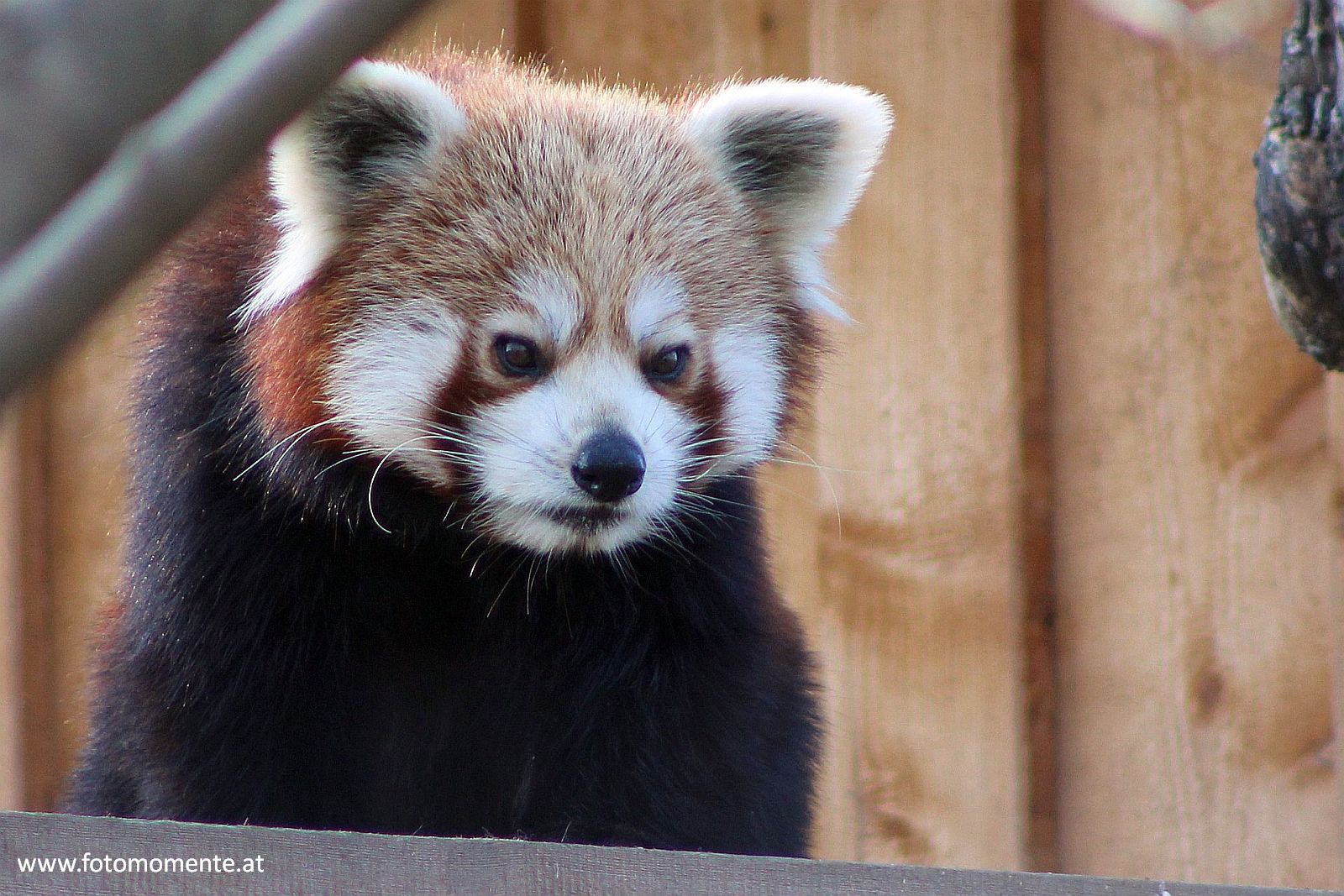 Kleiner Panda roter Panda katzenbaer feuerfuchs - Kleiner Panda auch roter Panda, Katzenbär oder Feuerfuchs