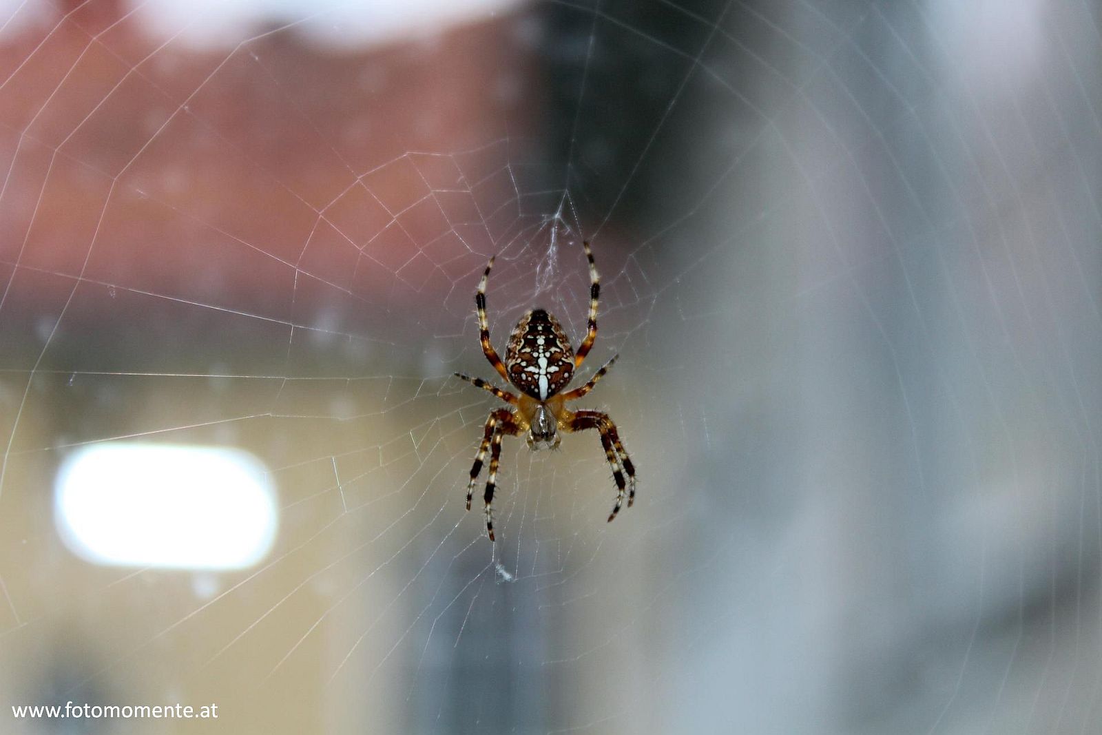 Kreuzspinne am Fenster