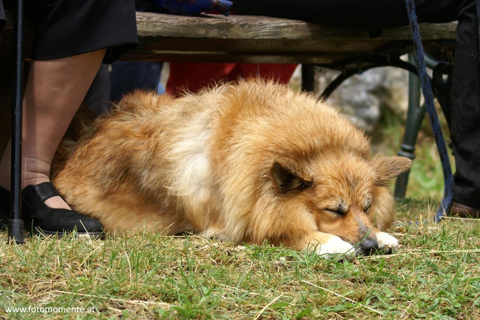 Schlafender Hund