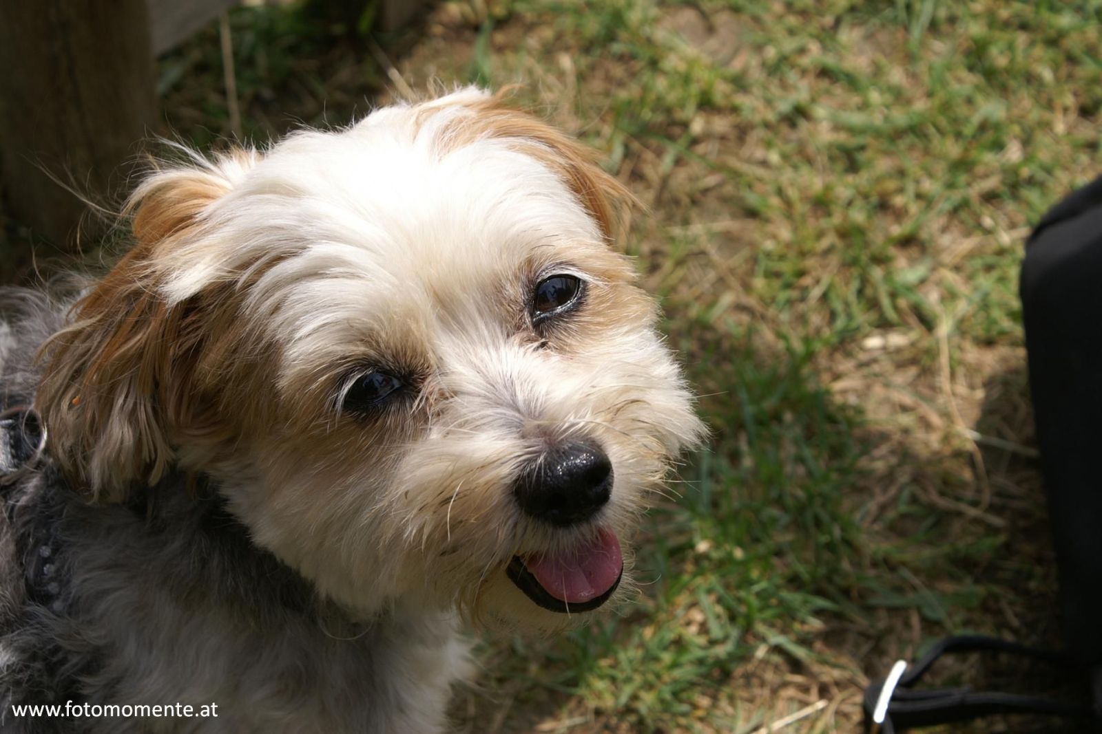 Süsser Hund / Wauzi - Gesichtsfoto