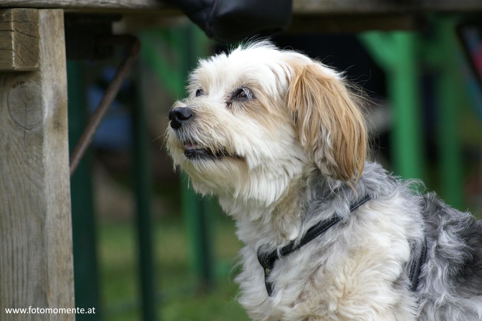 Süsser Hund/Wauzi von der Seite fotografiert