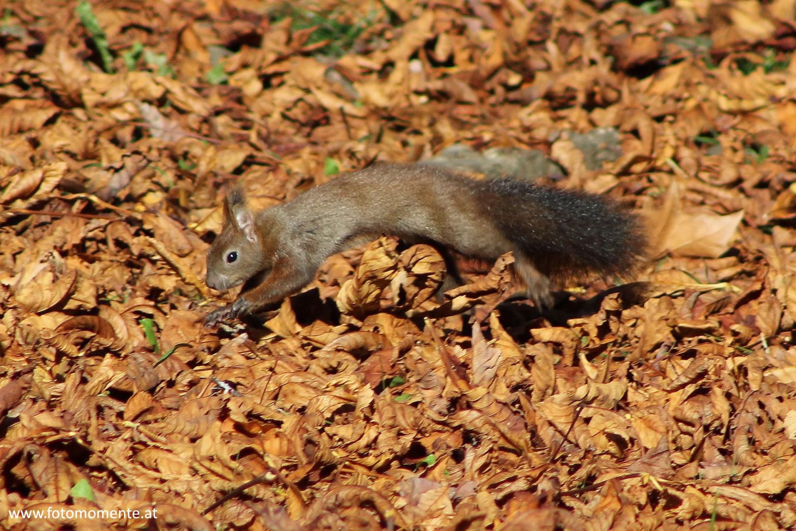 Eichhörnchen im Sprung am Laubboden