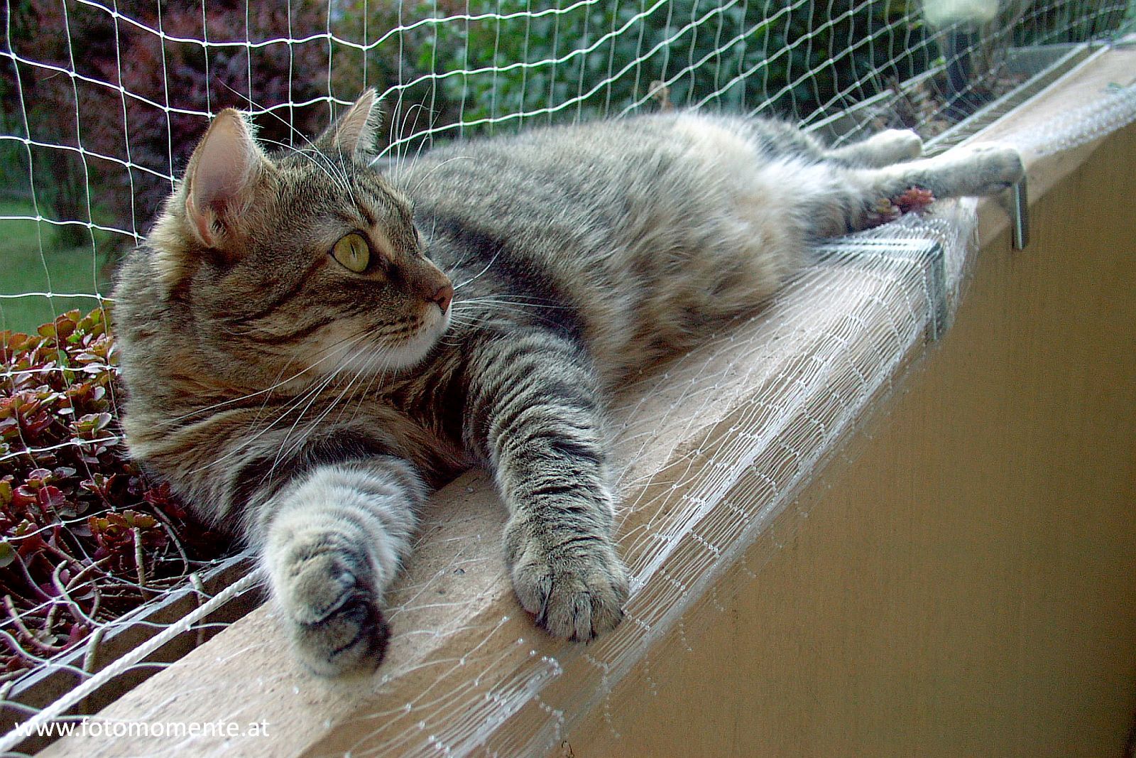 hauskatze chillen balkon - Hauskatze beim Chillen am Balkon