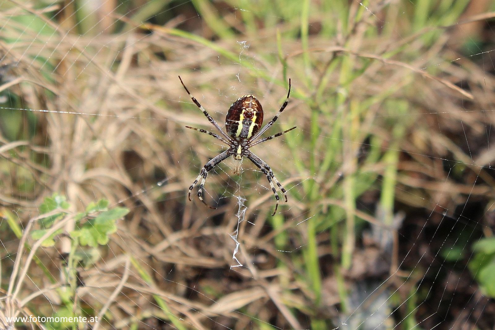 zebraspinne - Zebraspinne auf Netz