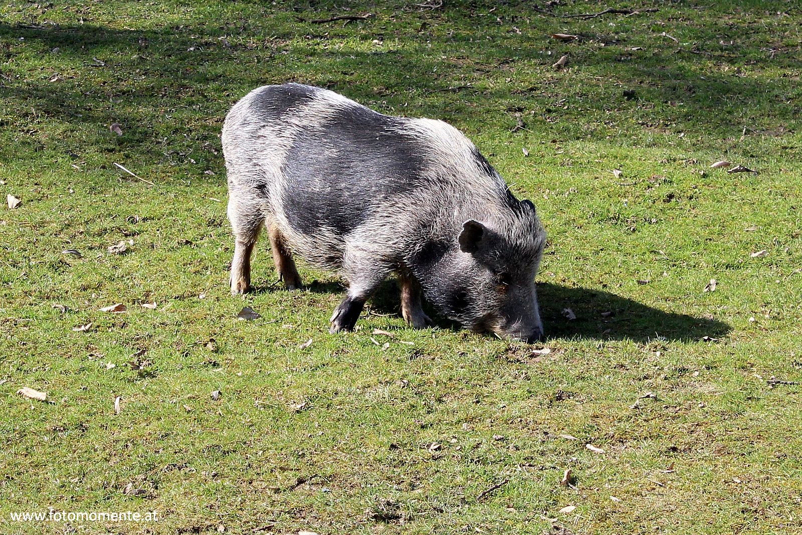 Minischwein - Ein grauschwarzes Schweinchen im Streichelzoo in Herberstein