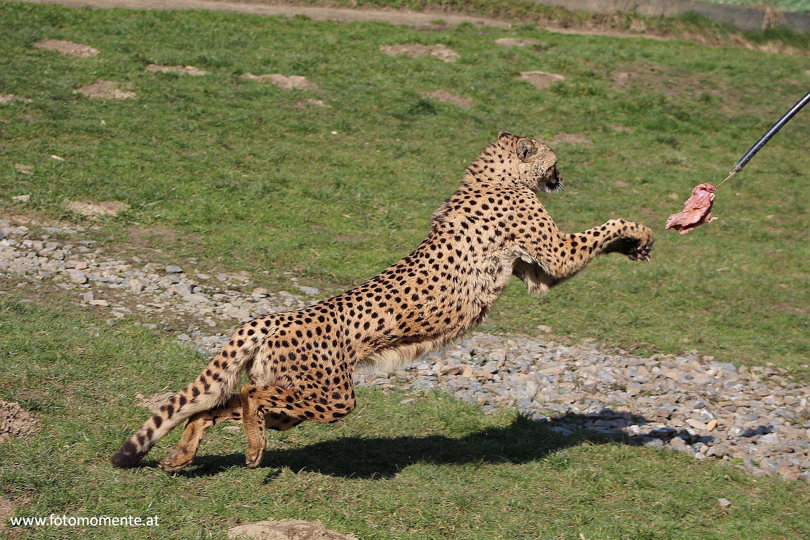 gepard beute jagen - Gepard beim Jagen seiner Beute