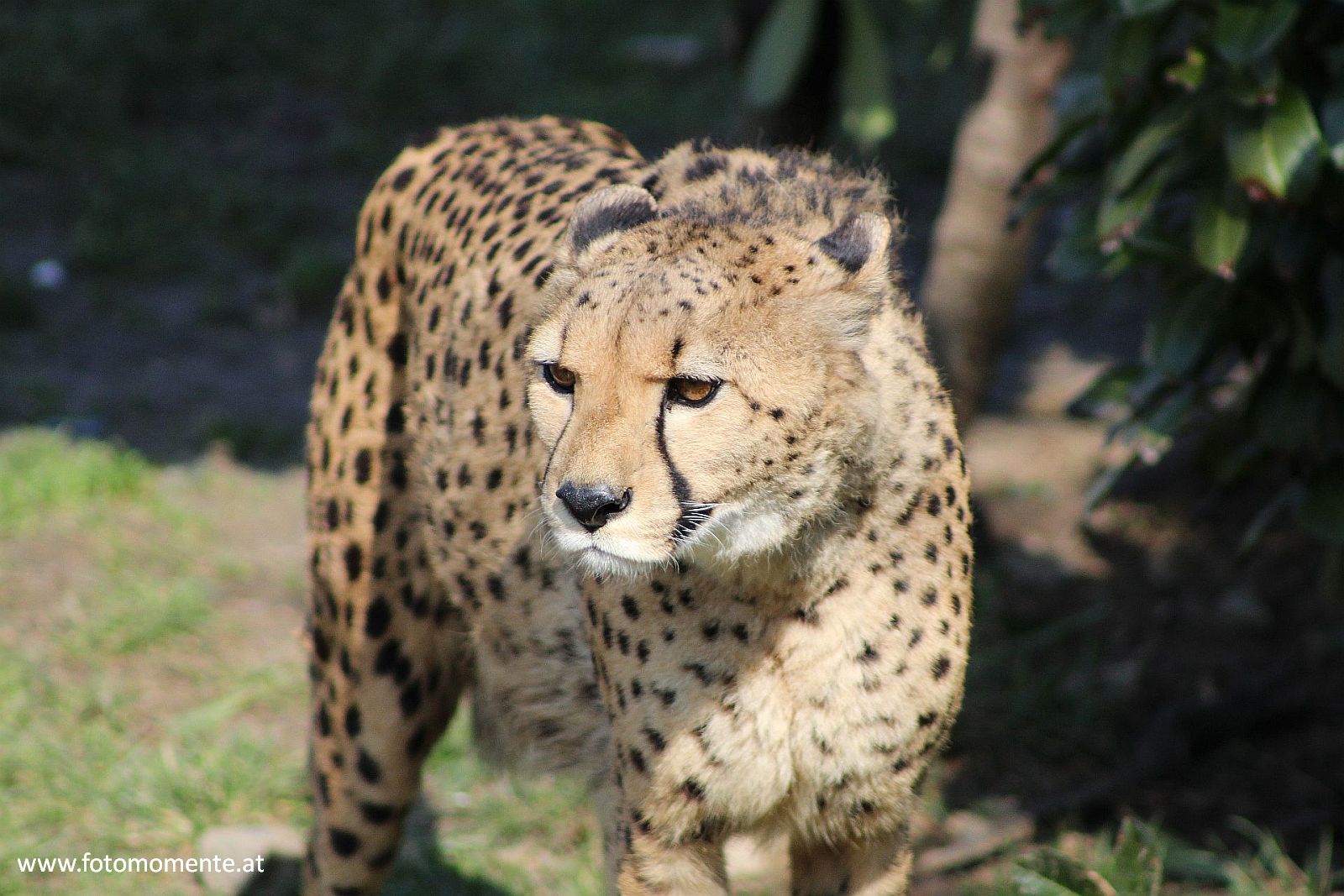 gepard - Gepard im Tierpark Herberstein