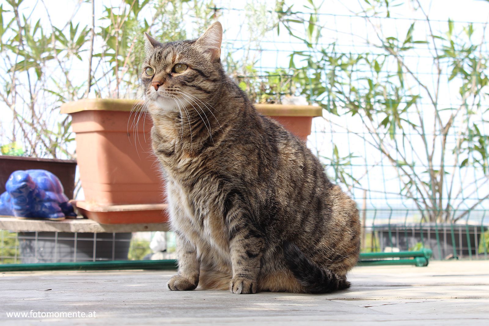 getigerte hauskatze - Getigerte Hauskatze auf der Terrasse