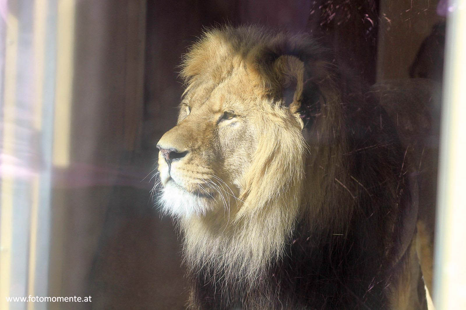 löwe hinter glas - Afrikanischer Löwe in der Tierwelt Herberstein - hinter Glas
