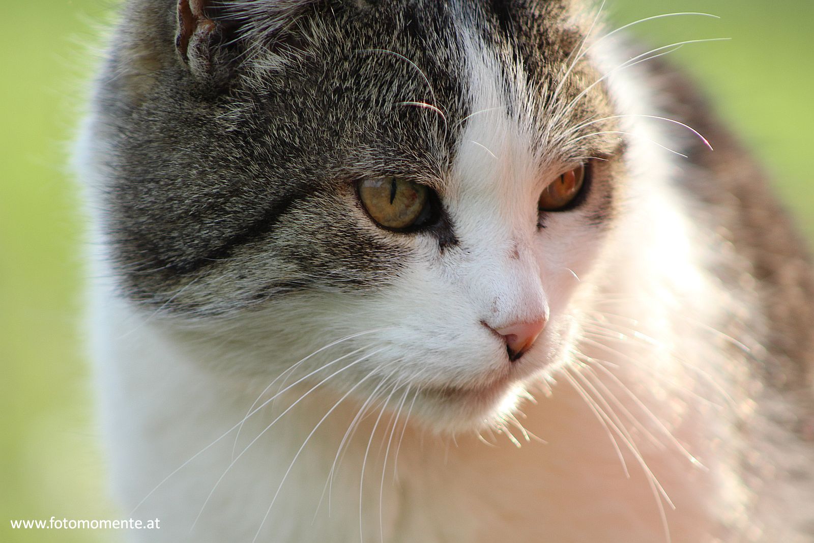 suesse grau weisse hauskatze großaufnahme - Süße grau-weiße Hauskatze in Großaufnahme