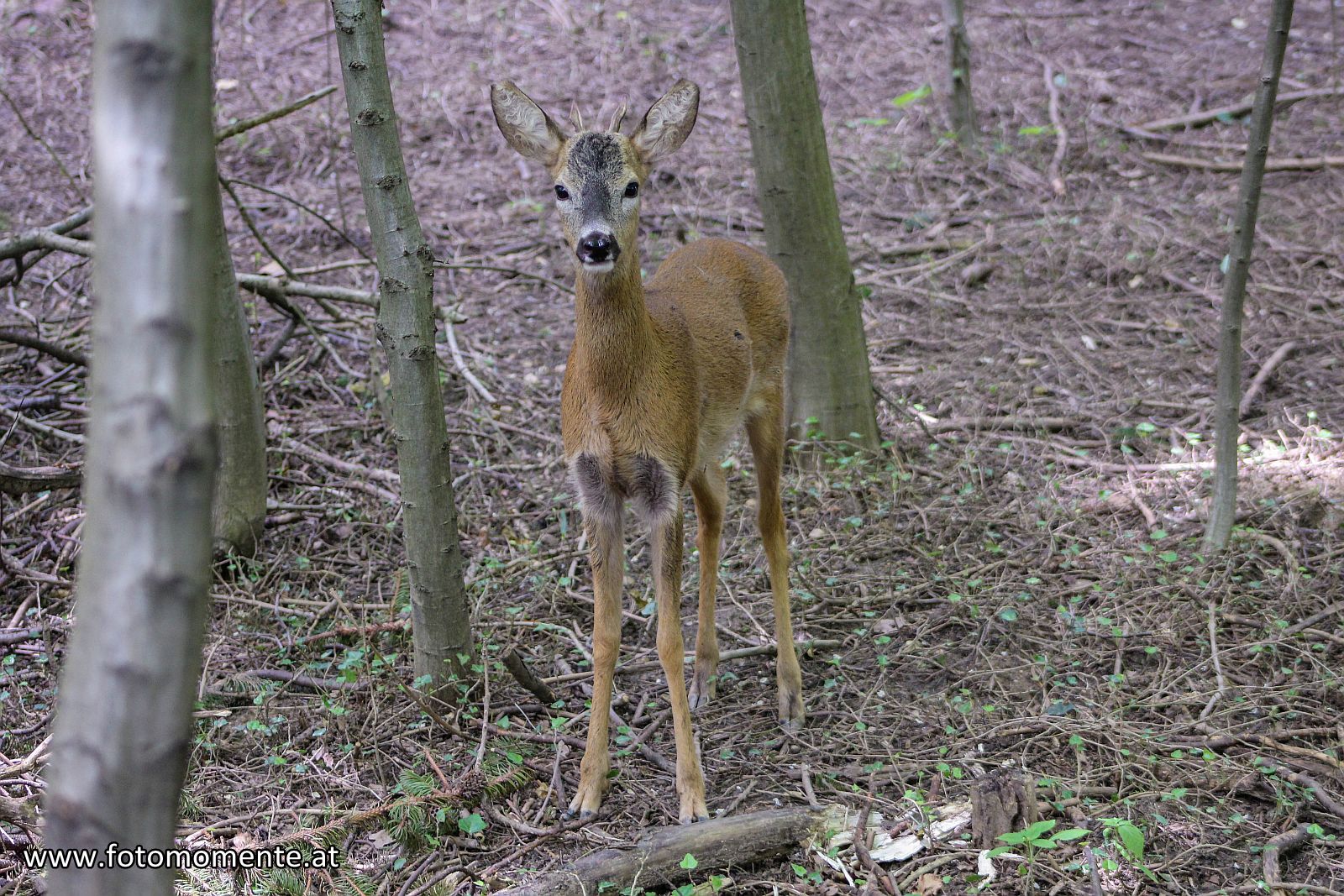 Rehbock - Junger Rehbock im Wald