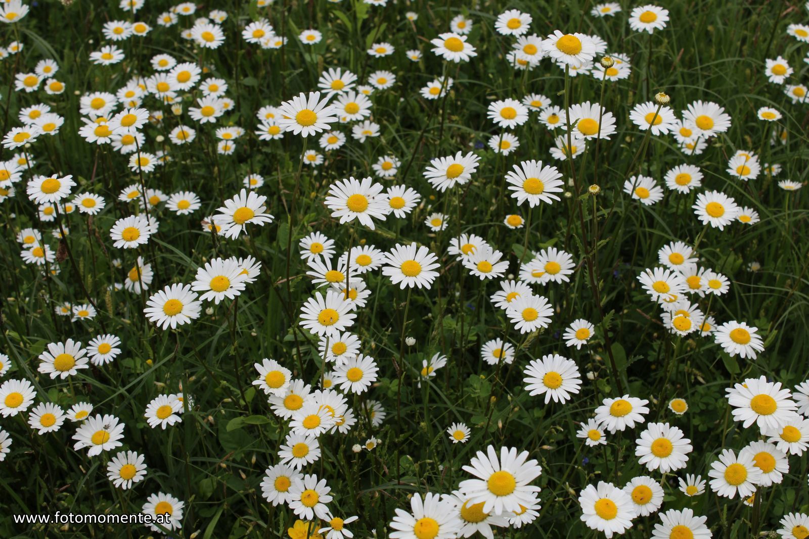 gaensebluemchen - Margeritenwiese