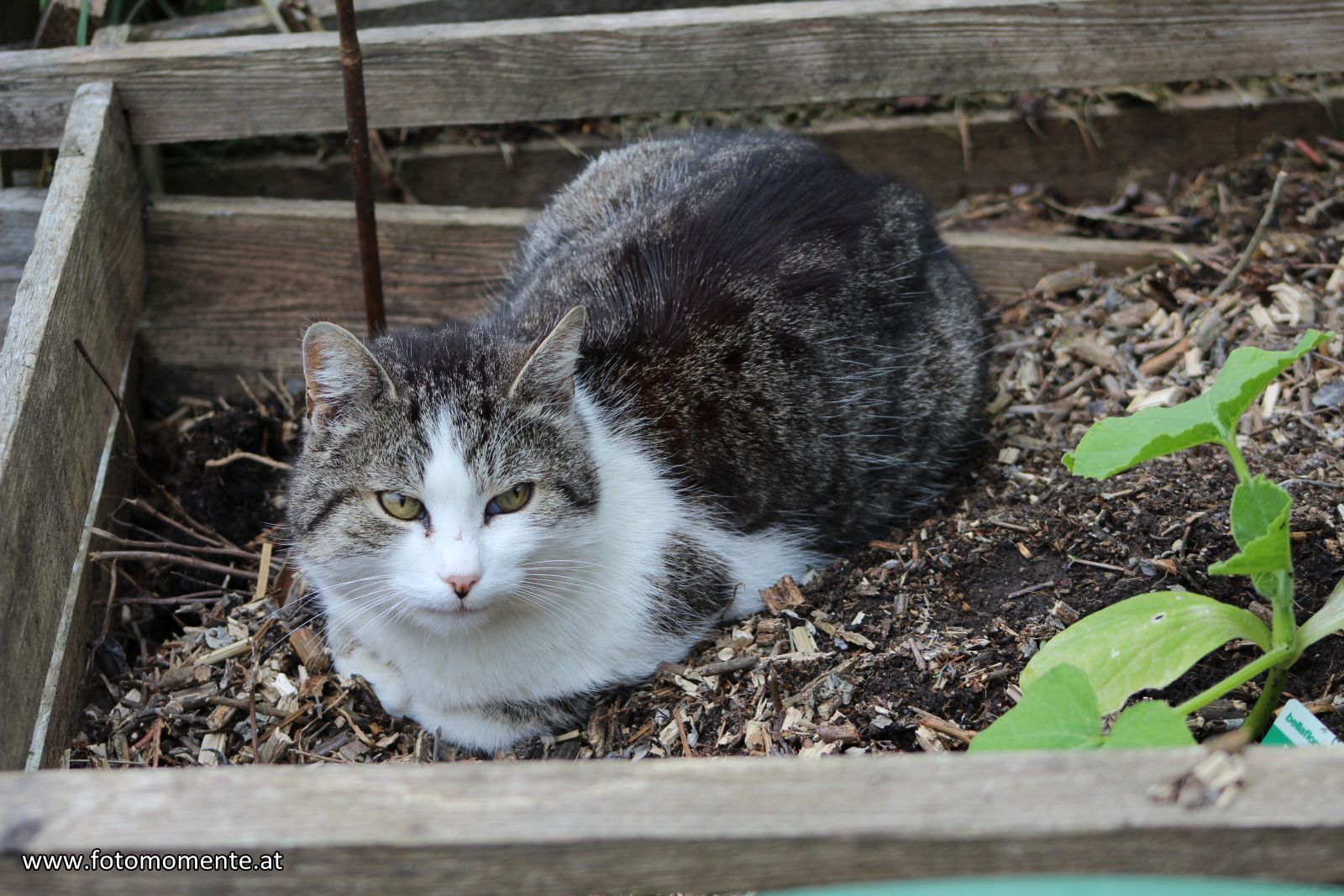 Grau-Weisse Hauskatze in einer Kompostkiste