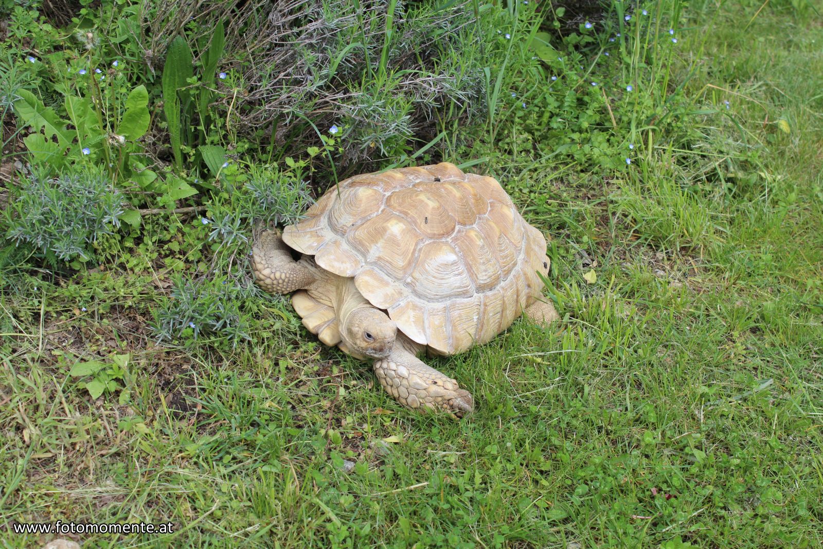 schildkroete - Schildkröte im Tierpark Herberstein