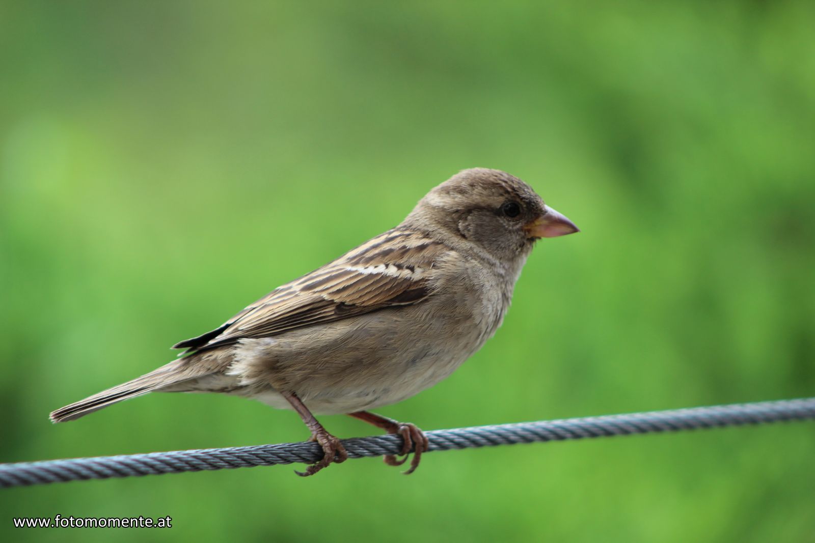 spatz haussperling - Ein Spatz aka Haussperling