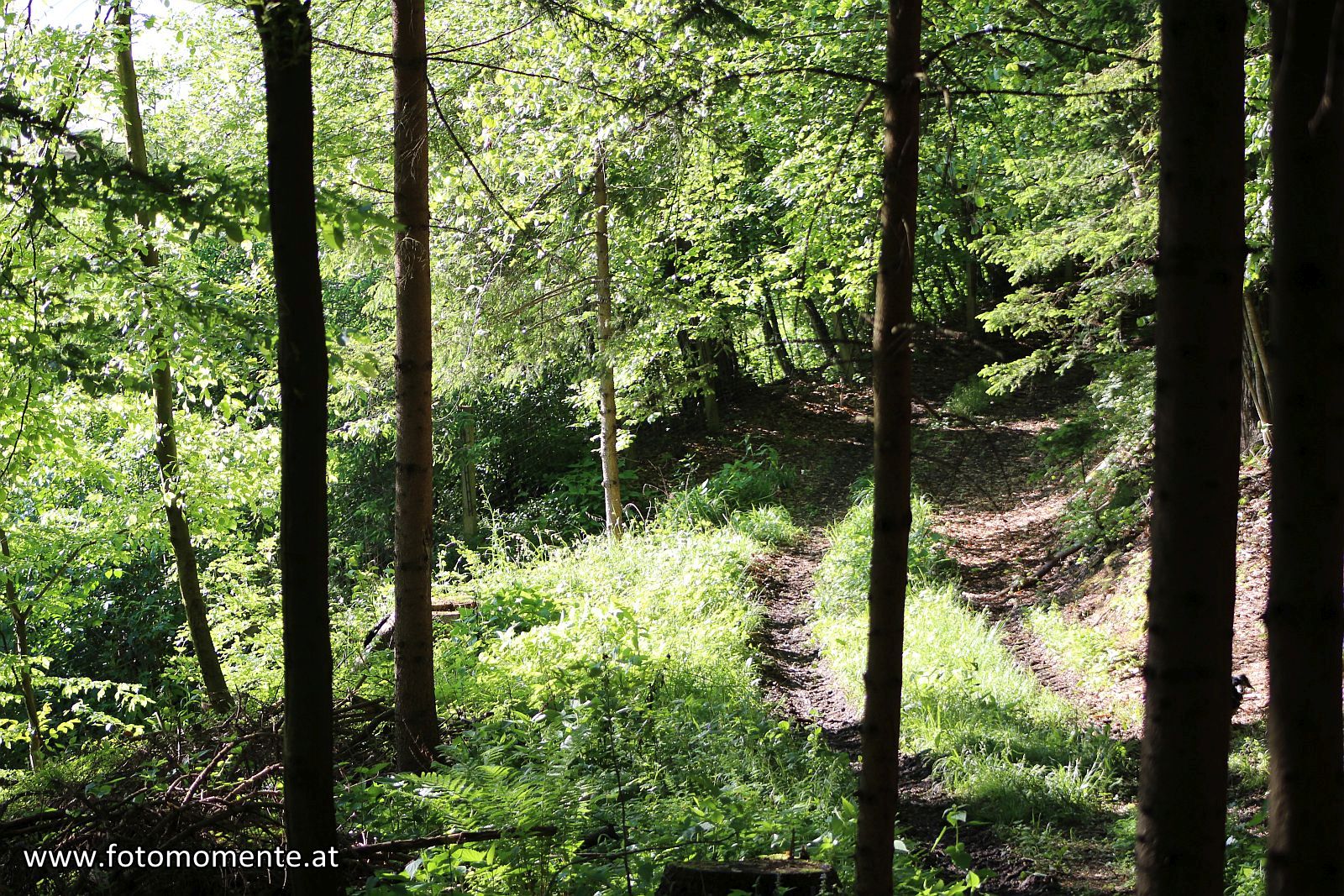 wer findet den hund - Wer findet den Hund? - Suchbild Nr.1