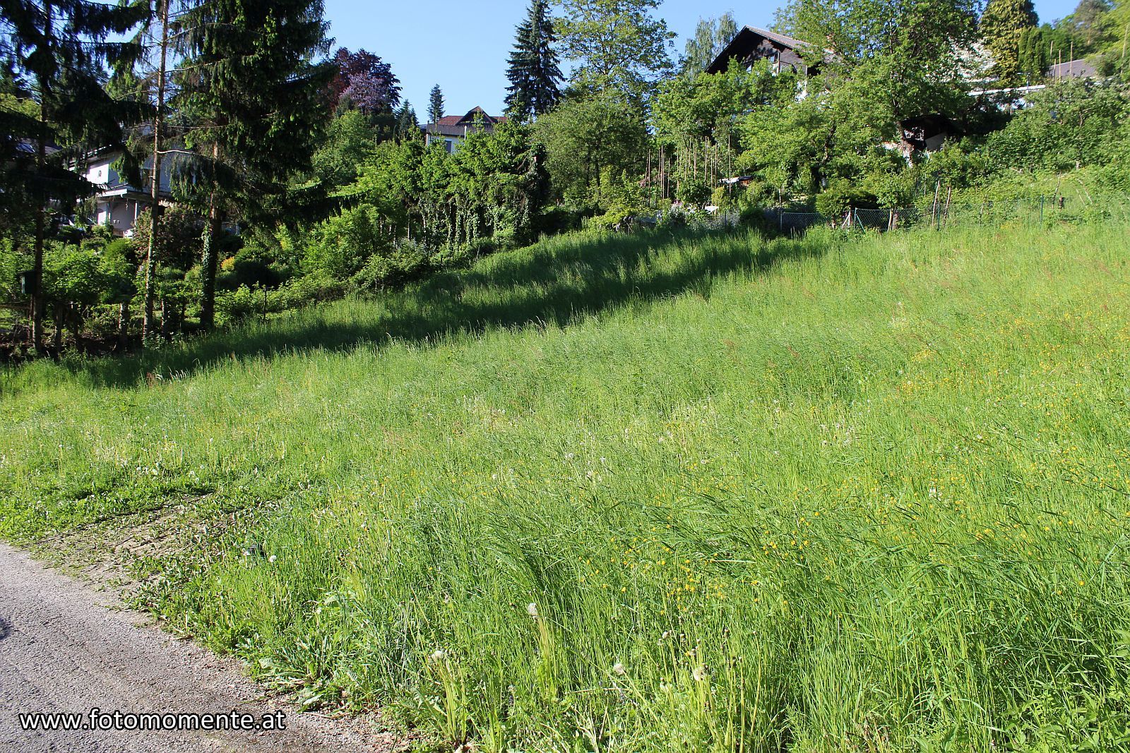 Suchbild - Wer findet den Hund auf der Wiese