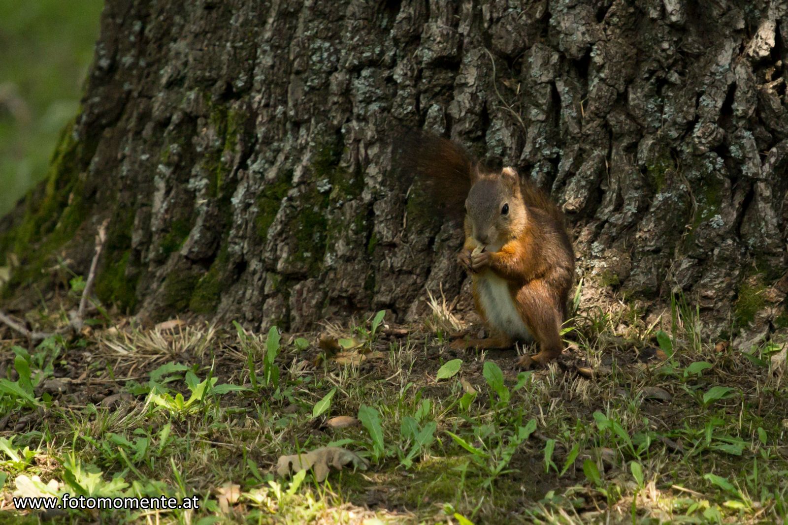 eichhörnchen mit nuss stadtpark graz - Eichhörnchen mit einer Nuss - Stadtpark Graz