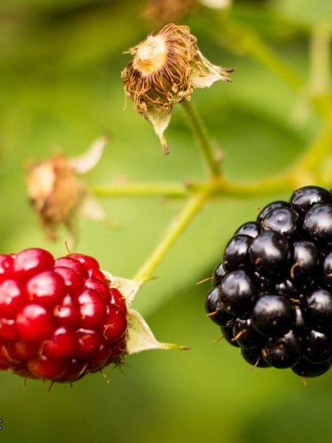 Brombeeren