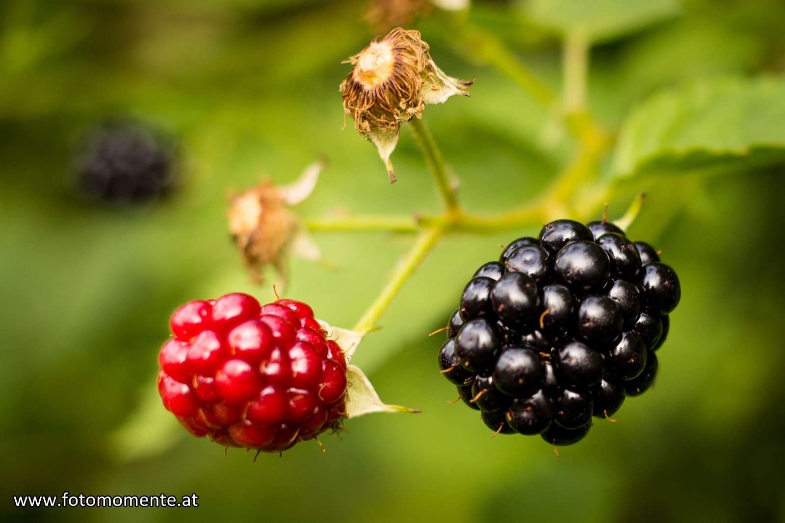 Brombeeren