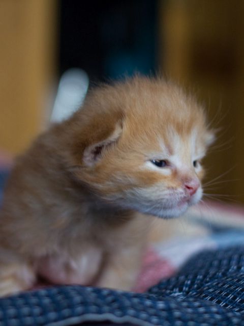 süßes braunes katzenbabys drei wochen alt 1 480x640 - Drei herzige Katzenbabys :)