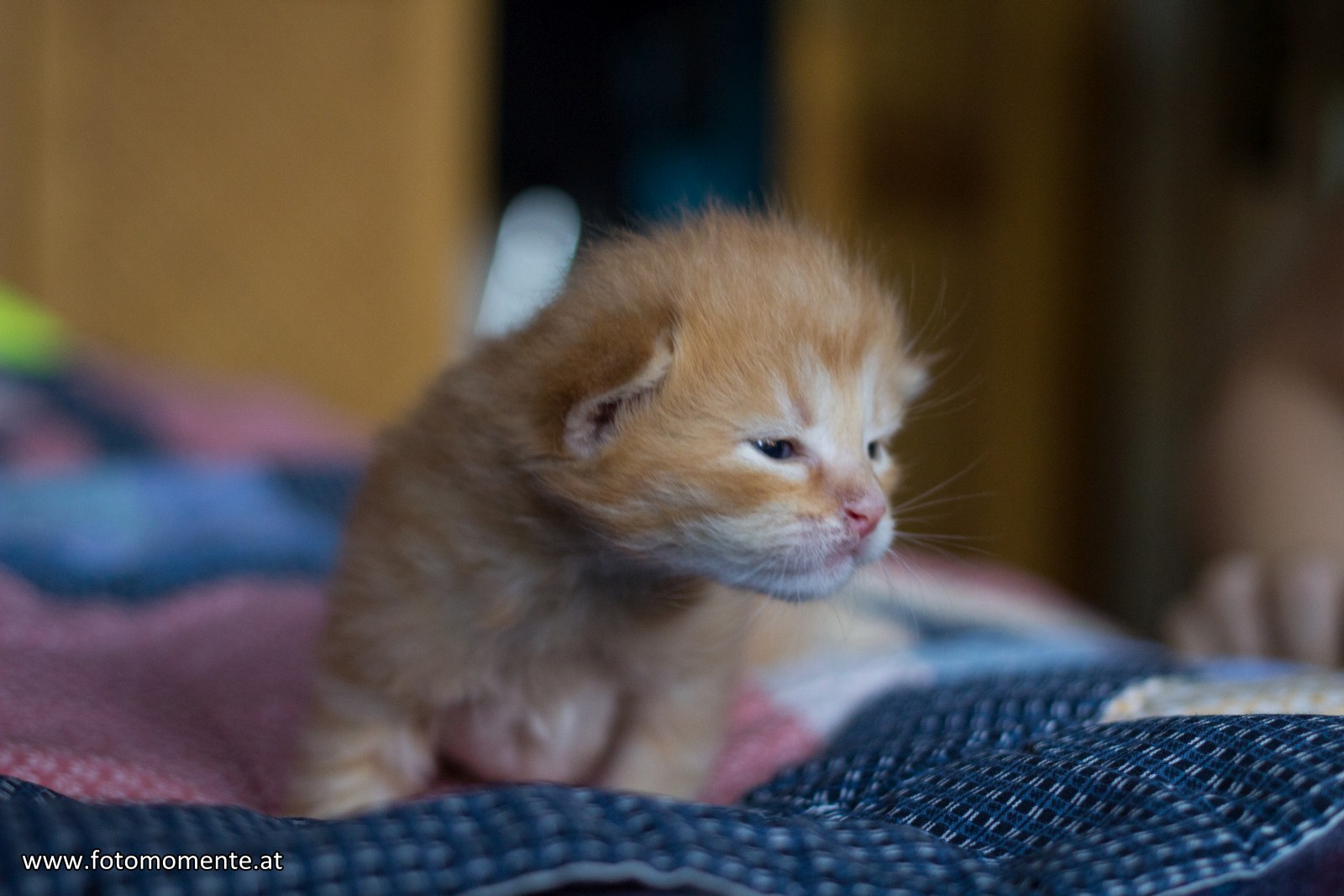 süßes braunes katzenbabys drei wochen alt 1 - Drei herzige Katzenbabys :)